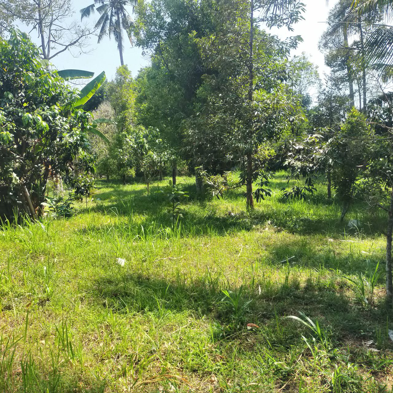 Tanah Kosong